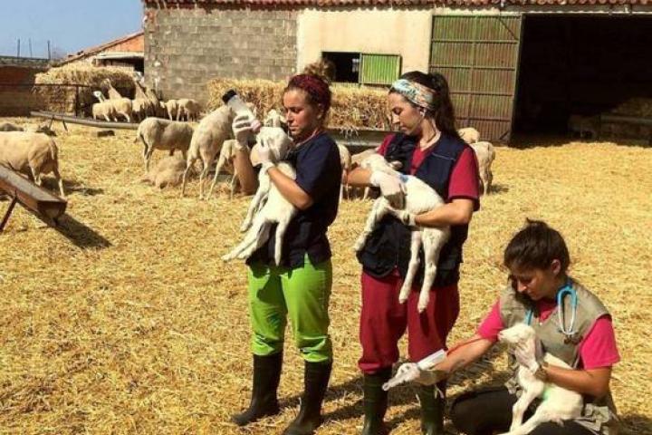 'Erasmus rural' o cómo producir gelatina de ‘gin tonic’ en un pueblo perdido 'Erasmus rural' o cómo producir gelatina de ‘gin tonic’ en un pueblo perdido