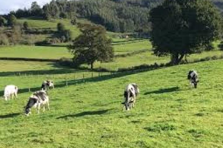 Asturias modifica la PAC para aumentar las ayudas directas a las explotaciones en 14 millones Asturias modifica la PAC para aumentar las ayudas directas a las explotaciones en 14 millones