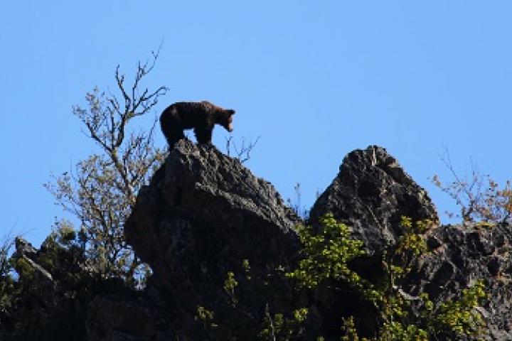 La población osera de la cordillera Cantábrica se consolida con 40 hembras y 67 crías en el censo de 2016 La población osera de la cordillera Cantábrica se consolida con 40 hembras y 67 crías en el censo de 2016