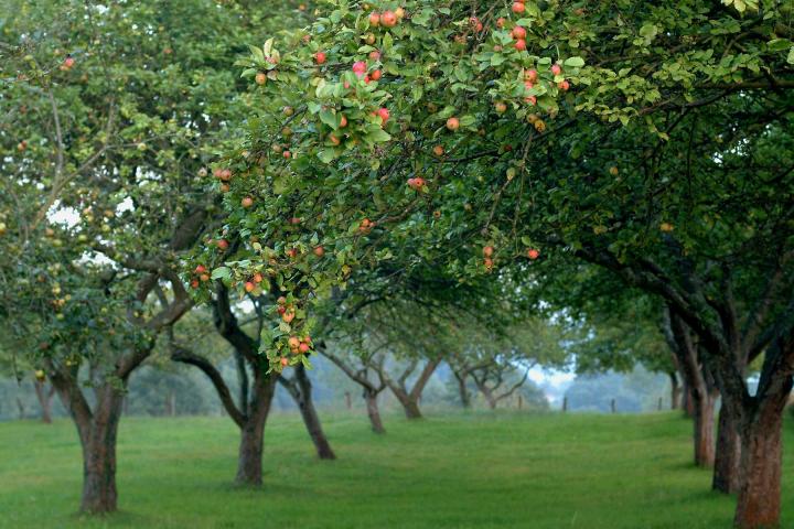 La Consejería de Desarrollo Rural y Recursos Naturales concede 200.000 euros en ayudas para plantación de manzanos de sidra y pequeños frutos La Consejería de Desarrollo Rural y Recursos Naturales concede 200.000 euros en ayudas para plantación de manzanos de sidra y pequeños frutos