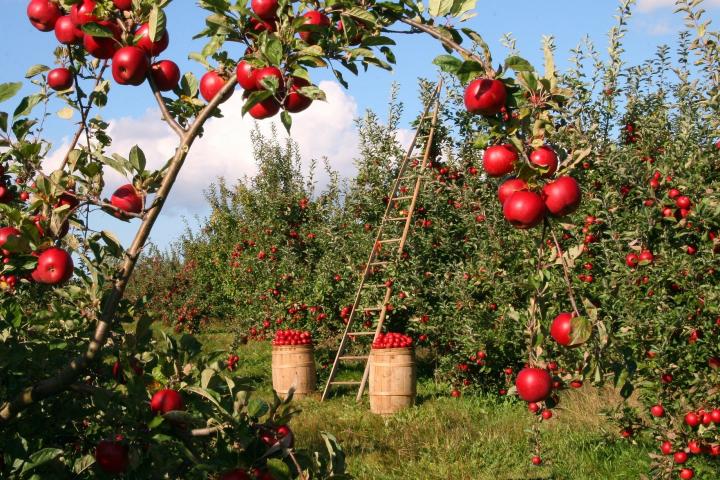Una orientación más agroecológica para la nueva PAC Una orientación más agroecológica para la nueva PAC
